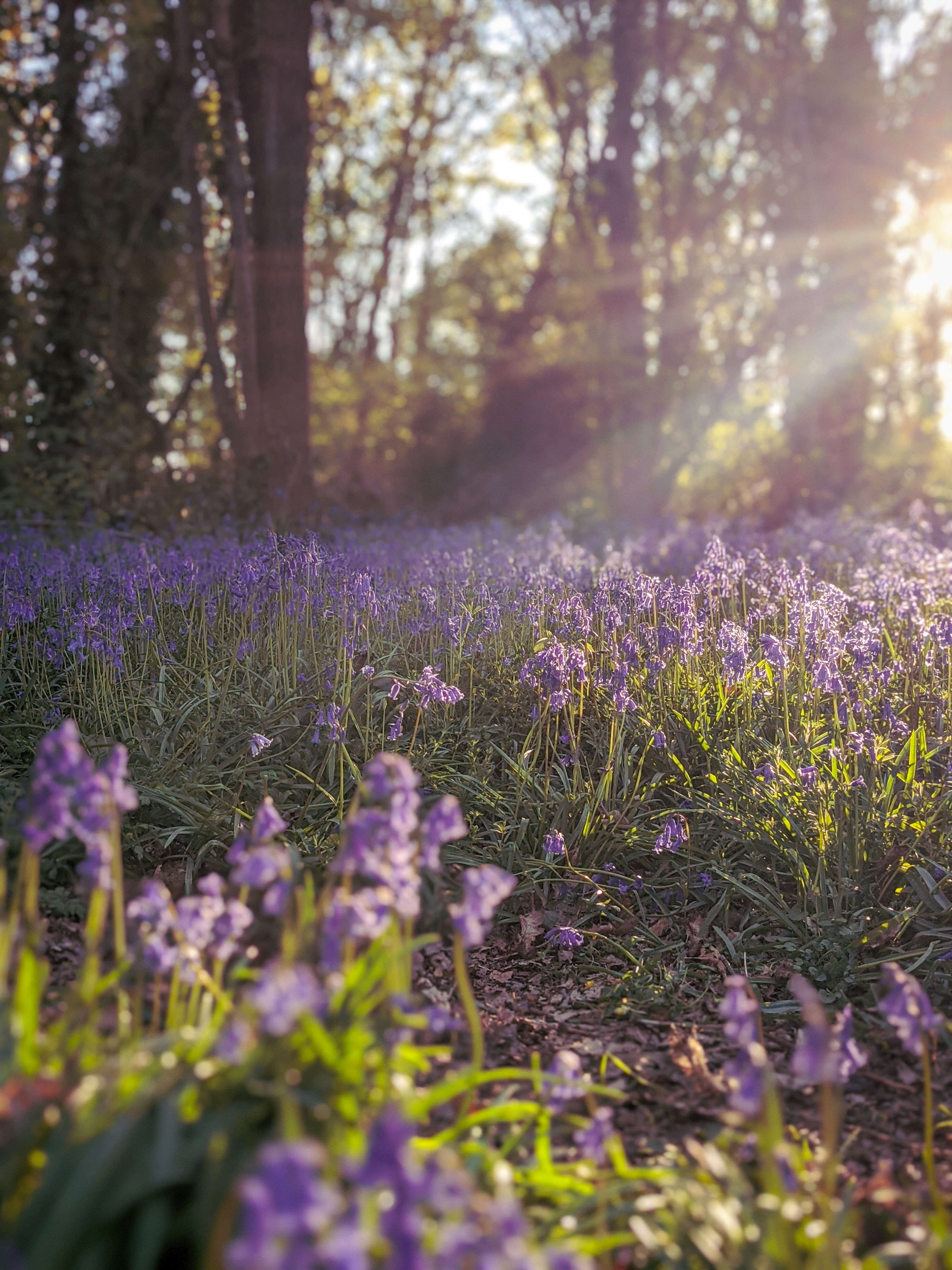 You are currently viewing Spring in the Bluebell Woods