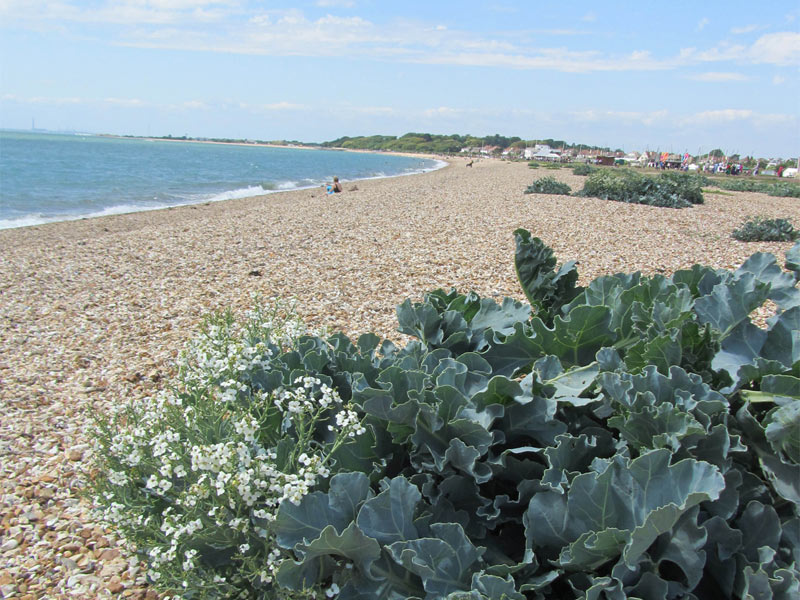 Read more about the article Mysteries of Stokes Bay (Event from 2014)