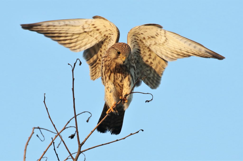 Read more about the article 44. Wild around Gosport