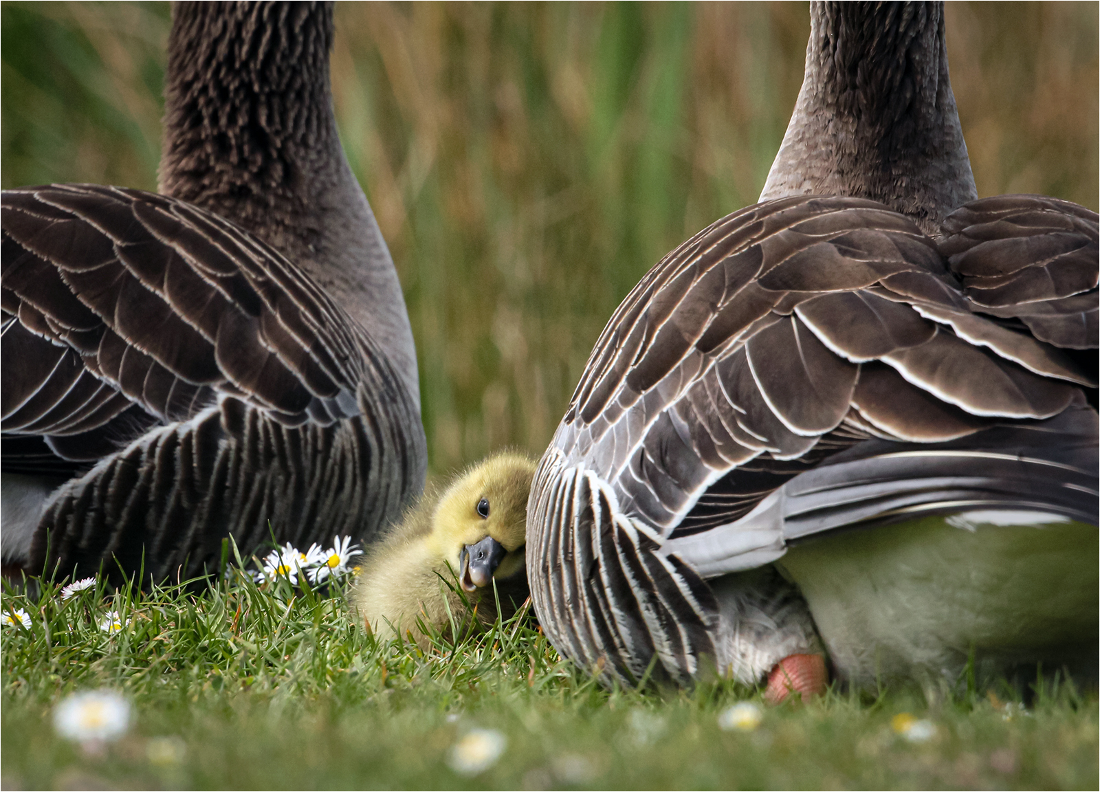Read more about the article Gosport Camera Club Exhibition